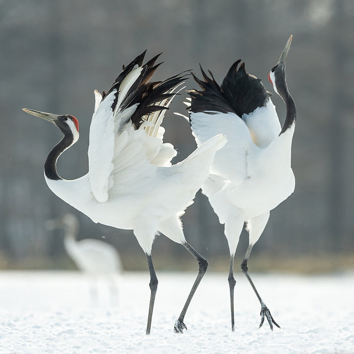 Danza de grullas japonesas (Grus japonensis), símbolo de longevidad en Japón (AdobeStock n.º 253970493) Danza de grullas japonesas (Grus japonensis), símbolo de longevidad en Japón (AdobeStock n.º 253970493)